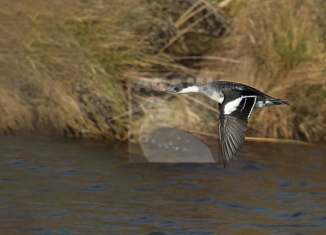 Smew (Mergellus albellus), adult female in flight, seen from the side, showing upper wing. stock-image by Agami/Fred Visscher,