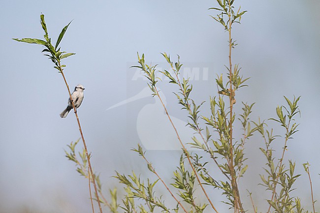 Azure Tit (Cyanistes cyanus ssp. tianschanicus), Russia (Baikal), adult perched in a tree stock-image by Agami/Ralph Martin,