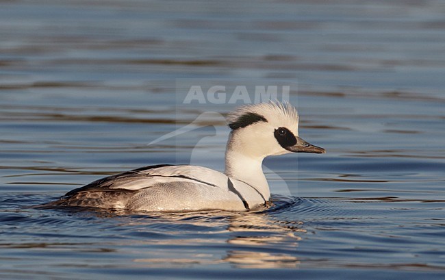 Zwemmend mannetje Nonnetje; Swimming male Smew stock-image by Agami/Markus Varesvuo,