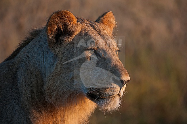 Portrait of a young lion, Panthera leo. stock-image by Agami/Sergio Pitamitz,