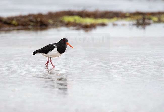 Chatham Oystercatcher (Haematopus chathamensis) on Chatham Island Archipelago. Walking on the beach of the main island. stock-image by Agami/Marc Guyt,