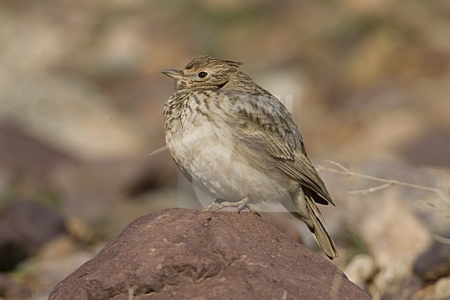 Thekla Lark standing; Theklaleeuwerik staand stock-image by Agami/Daniele Occhiato,