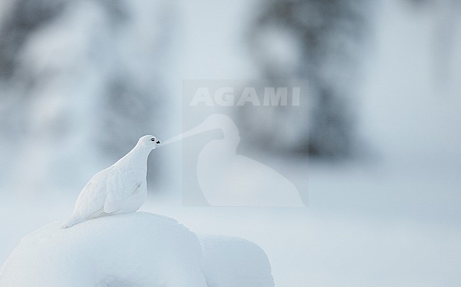 Vrouwtje Moerassneeuwhoen in de sneeuw, Female Willow Ptarmigan in snow stock-image by Agami/Markus Varesvuo,
