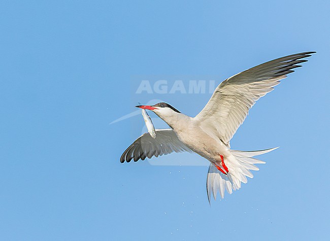Adult Common Tern, Sterna hirundo, in flight. Fishing in the old Rhine outlet in the North Sea at Katwijk, Netherlands. stock-image by Agami/Marc Guyt,