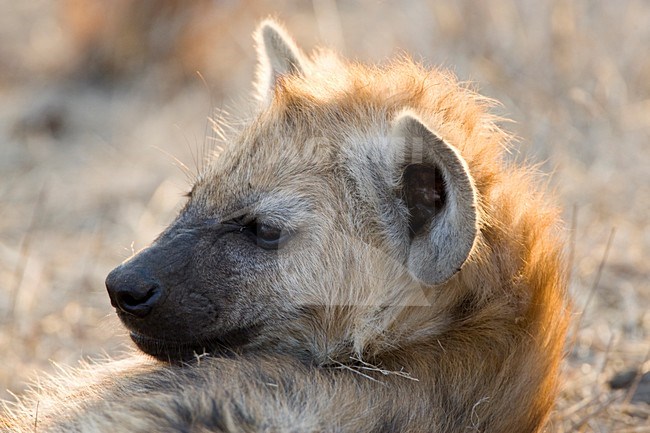 Rustende Gevlekte Hyena\'s; Resting Spotted Hyena\'s stock-image by Agami/Marc Guyt,