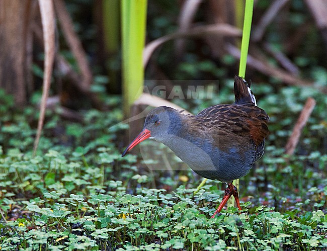 BogotÃ¡waterral in moerasgebied; Bogota Rail in wetland habitat stock-image by Agami/Marc Guyt,