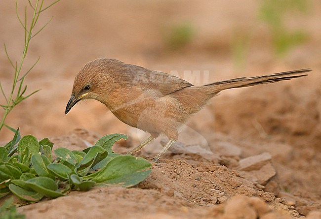 Fulvous Babbler or Fulvous Chatterer (Argya fulva) at Merzouga, Morocco stock-image by Agami/Eduard Sangster,