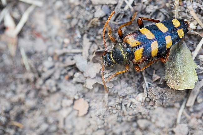 Leptura aurulenta - Goldhaarige Halsbock, Germany (Baden-Württemberg), imago, female stock-image by Agami/Ralph Martin,