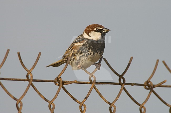 Spanish Sparrow male; Spaanse Mus man stock-image by Agami/Marc Guyt,