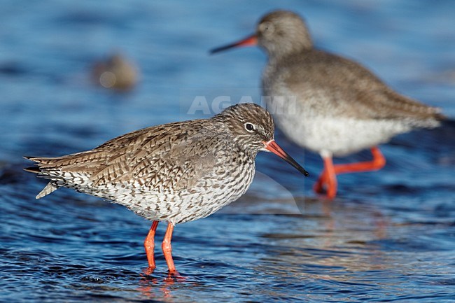 Volwassen Tureluur wadend; Adult Common Redshank wading stock-image by Agami/Markus Varesvuo,