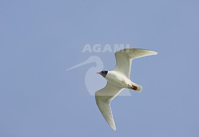 Zwartkopmeeuw volwassen vliegend; Mediterranean Gull adult flying stock-image by Agami/Markus Varesvuo,