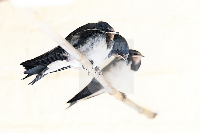 Immature Barn Swallow,s stock-image by Agami/Wil Leurs,