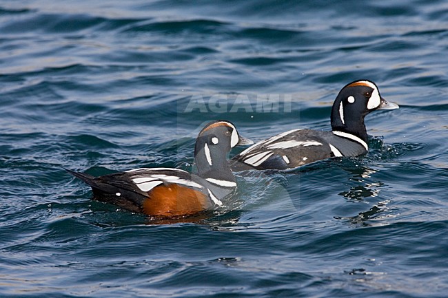  stock-image by Agami/Marc Guyt,