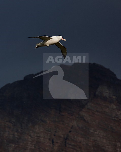Grote Albatros vliegend; Snowy (Wandering) Albatross flying stock-image by Agami/Marc Guyt,