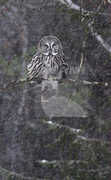 Great Grey Owl, Strix nebulosa stock-image by Agami/Jari Peltomäki,