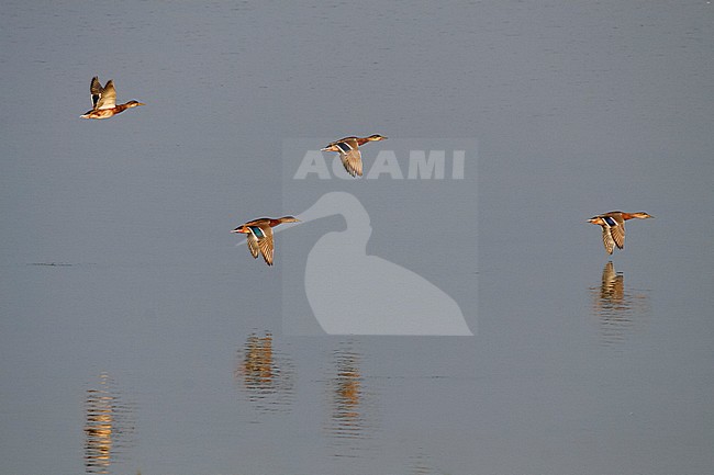 Mallard - Stockente - Anas platyrhynchos ssp. platyrhynchos, Germany, adult male, eclipse stock-image by Agami/Ralph Martin,