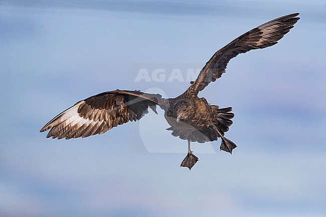 Great Skua (Catharacta skua) in breeding habitat on the arctic tundra of Iceland during late spring. stock-image by Agami/Daniele Occhiato,
