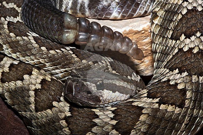 Coronado eiland Ratelslang in gevangenschap; Coronado Island Rattlesnake in captivity stock-image by Agami/Rob Olivier,
