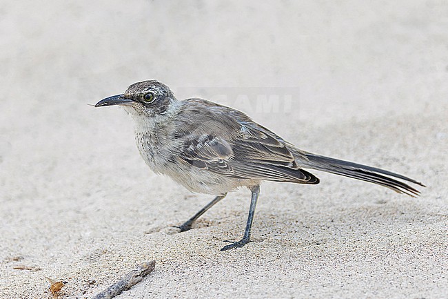 Galapagos Mockingbird, Mimus parvulus barringtoni, on Santa Fé island in  the Galapagos Islands, part of the Republic of Ecuador. stock-image by Agami/Pete Morris,