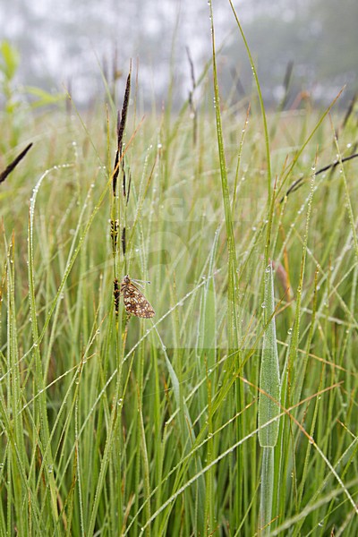 Zilveren Maan in de vegetatie, Small Pearl-bordered Frittillary in the vegetation stock-image by Agami/Theo Douma,