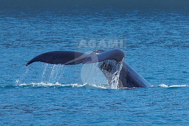 Humpback whale (Megaptera novaeangliae) taken the 22/06/2022 at Anchorage - Alaska. stock-image by Agami/Nicolas Bastide,