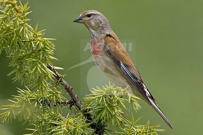 Linnet male perched; Kneu man zittend stock-image by Agami/Daniele Occhiato,