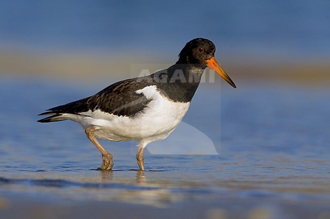 Scholekster staand in water; Eurasian Oystercatcher perched in water stock-image by Agami/Daniele Occhiato,