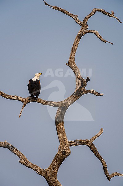 An African fish eagle, Haliaeetus vocifer, perching in a dead tree. Chobe National Park, Botswana. stock-image by Agami/Sergio Pitamitz,