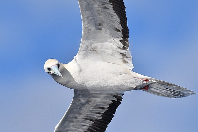 Red-footed Booby (Sula sula) in flight over the mid-atlantic ocean. stock-image by Agami/Laurens Steijn,