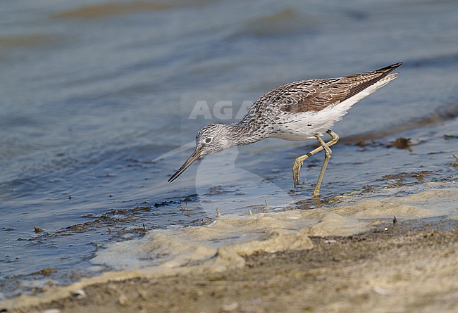 Adult Common Greenshank (Tringa nebularia) standing and walking and foraging in shallow water. bird in sideview stock-image by Agami/Ran Schols,