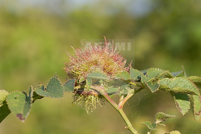 Diplolepis rosae - Rose bedeguar gall - Gemeine Rosengallwespe, Germany (Baden-Württemberg), gall stock-image by Agami/Ralph Martin,