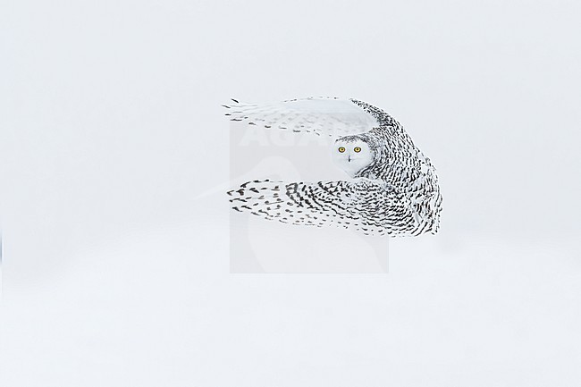 Snowy Owl (Bubo scandiacus) in snow covered landscape in Ontario Canada. stock-image by Agami/Marcel Burkhardt,