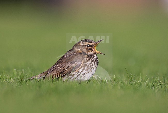 Koperwiek, Redwing, Turdus iliacus stock-image by Agami/Arie Ouwerkerk,