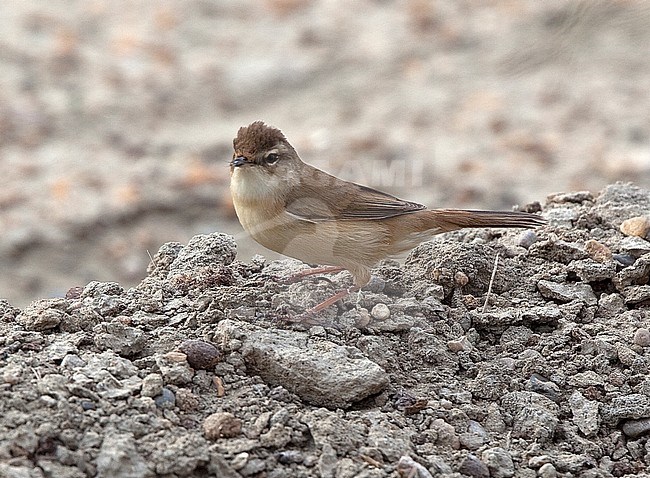 Paddyfield Warbler (Acrocephalus agricola) standing on the ground during migration stock-image by Agami/Andy & Gill Swash ,