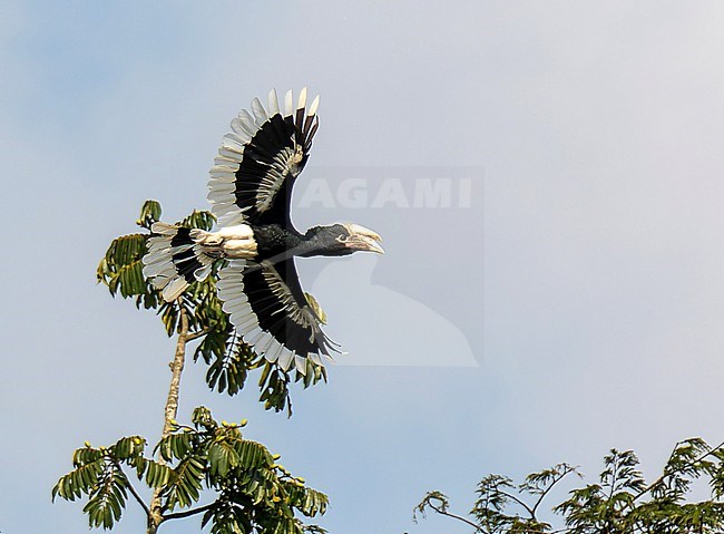White-thighed Hornbill, Bycanistes albotibialis, in Uganda. stock-image by Agami/Dani Lopez-Velasco,