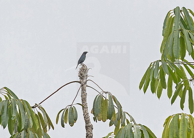 Yellow-eyed Starling (Aplonis mystacea) in Papua New Guinea. stock-image by Agami/Pete Morris,