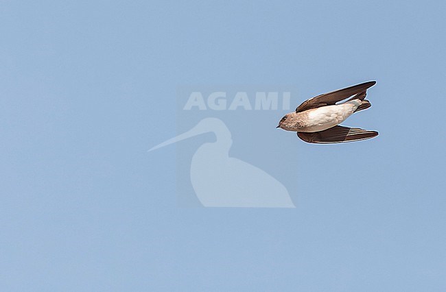 Grey-throated martin, Riparia chinensis, in flight in India. Also known as Asian plain martin. stock-image by Agami/Marc Guyt,