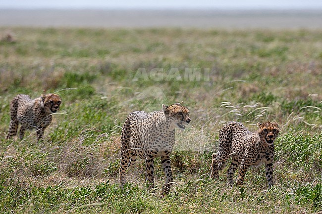 A cheetah, Acynonix jubatus, mother and cubs walking. Seronera, Serengeti National Park, Tanzania stock-image by Agami/Sergio Pitamitz,