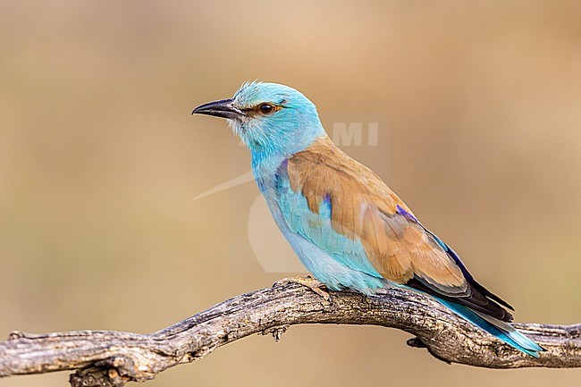 Roller; Close up on a branch with nice Bokeh stock-image by Agami/Onno Wildschut,