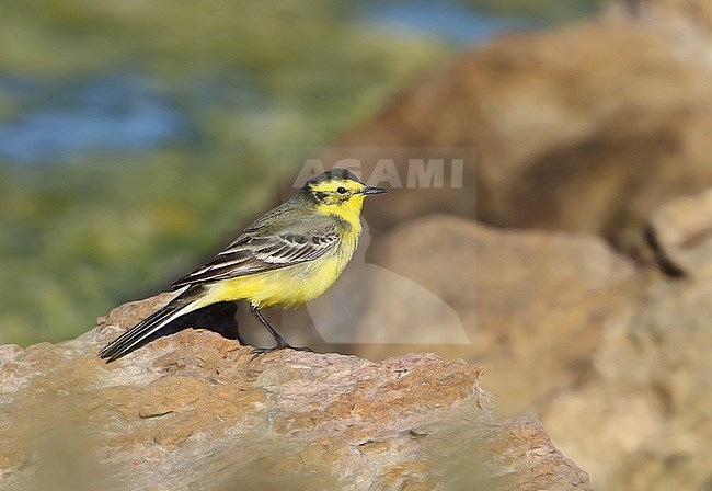 Male hybrid Citrine Wagtail  x  'Yellow' Wagtail type in France stock-image by Agami/Aurélien Audevard,