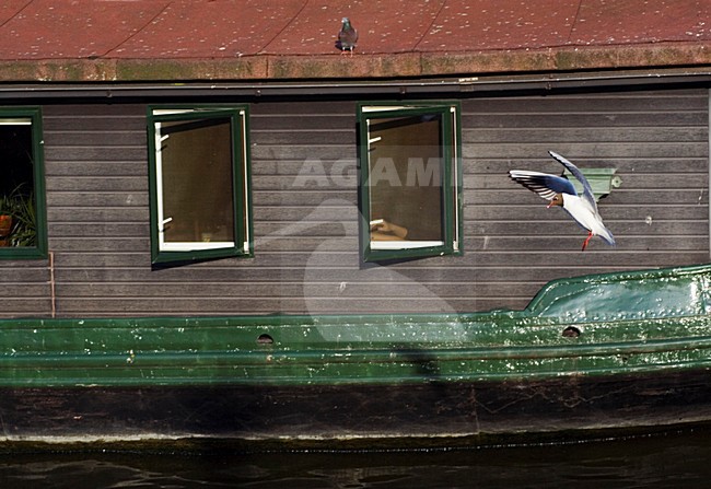 Black-headed Gull flying in canals of Amsterdam; Kokmeeuw vliegend door Amsterdamse gracht stock-image by Agami/Marc Guyt,