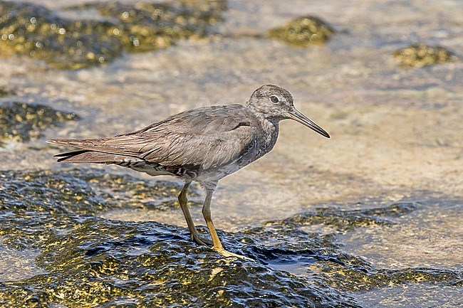 Wintering Wandering Tattler, Tringa incana. Photographed during a French Polynesia & The Cook Islands expedition cruise. stock-image by Agami/Pete Morris,