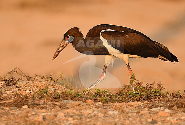  stock-image by Agami/Eduard Sangster,