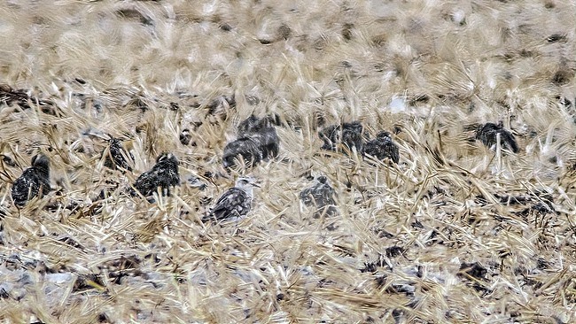 Oriental Plover ( Charadrius veredus ) sitting among European Golden Plover in an agricultural field in Westkapelle, Zeeland, the Netherlands. stock-image by Agami/Vincent Legrand,