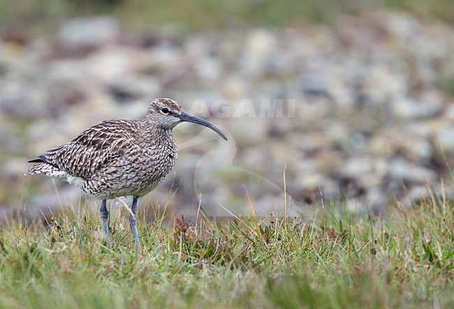 Regenwulp, Whimbrel stock-image by Agami/Markus Varesvuo,