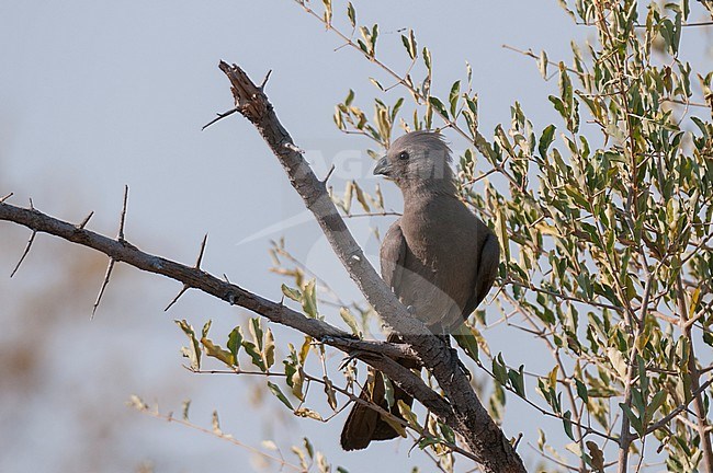 Portrait of a grey go-away-bird, Carythaixoides concolor, perched on a tree branch. Okavango Delta, Botswana. stock-image by Agami/Sergio Pitamitz,