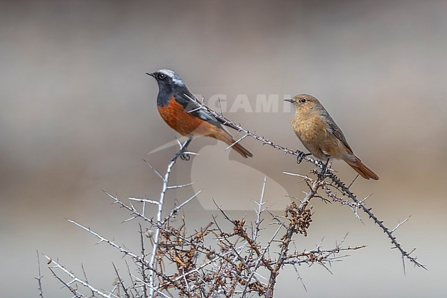 Couple of Güldenstädt's Redstart (Phoenicurus erythrogastrus grandis) aka White-winged Redstart perched on a branch near the shore of Indus River, Ladakh, India. stock-image by Agami/Vincent Legrand,