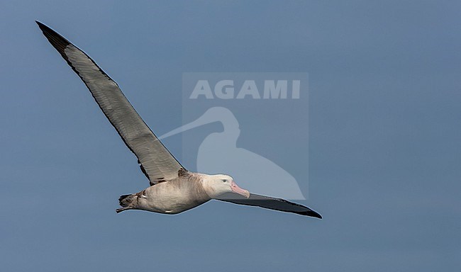 Immature Tristan Albatross, Diomedea dabbenena, at sea off Gough in the southern Atlantic Ocean. stock-image by Agami/Marc Guyt,