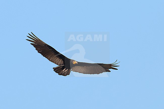 Greater Yellow-headed Vulture (Cathartes melambrotus) flying against a blue sky as a background in Bolivia stock-image by Agami/Tomas Grim,