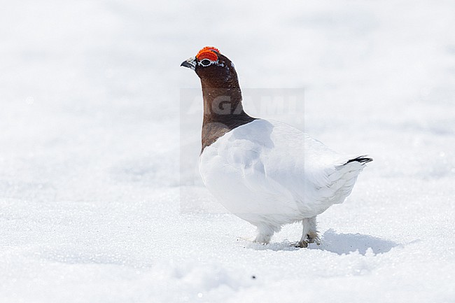 Willow Ptarmigan (Lagopus lagopus), side view of an adult male standing on the ground covered in snow, Finnmark, Norway stock-image by Agami/Saverio Gatto,